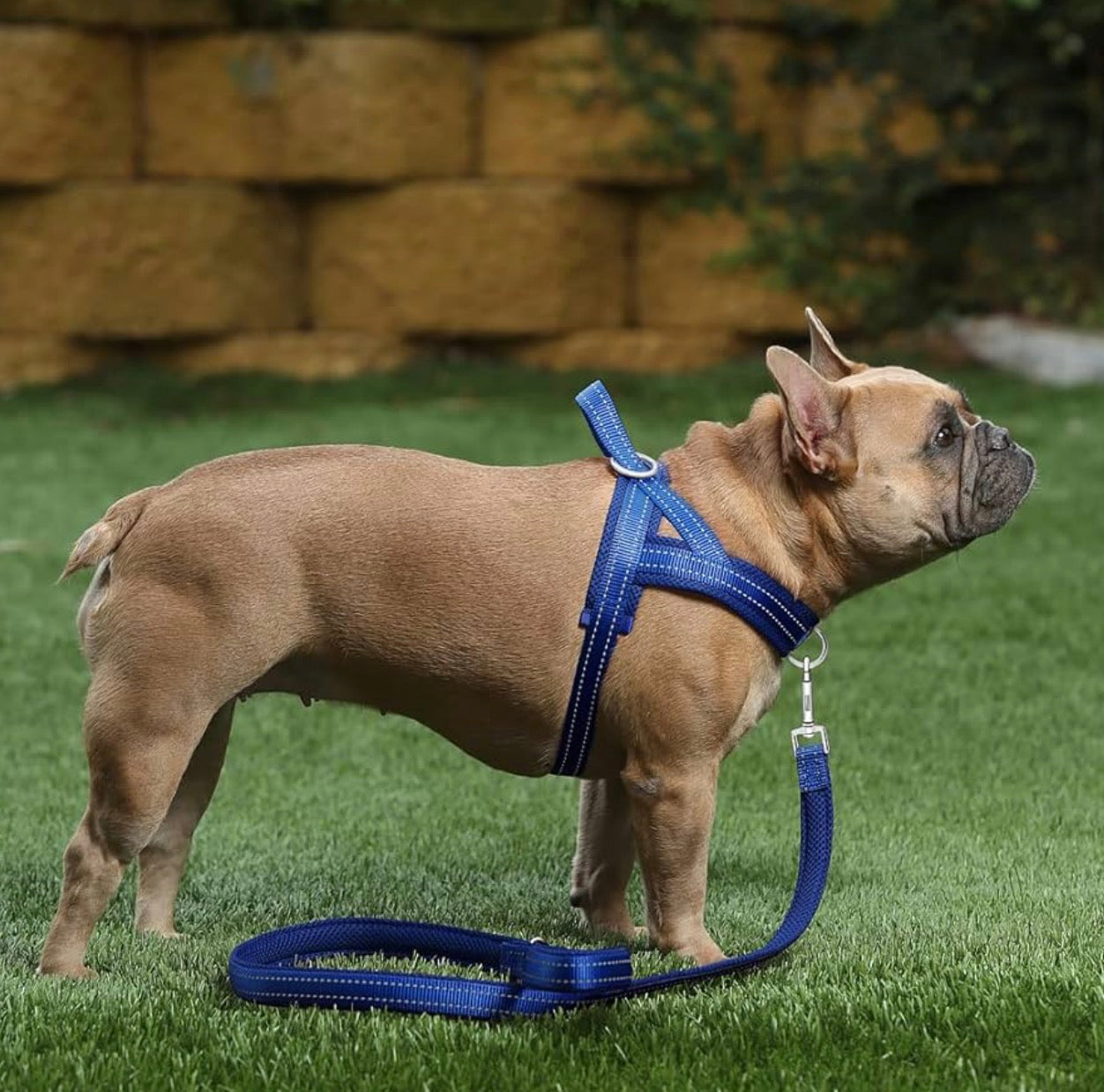 Plutus Pet No Pull Dog Harness (size medium: chest 19.7"-25.2" )with Breathable Mesh Padded, Adjustable Reflective Escape Proof Dog Harness, Quick Fit Dog Vest Harness for Medium Dogs(M, Navy Blue)