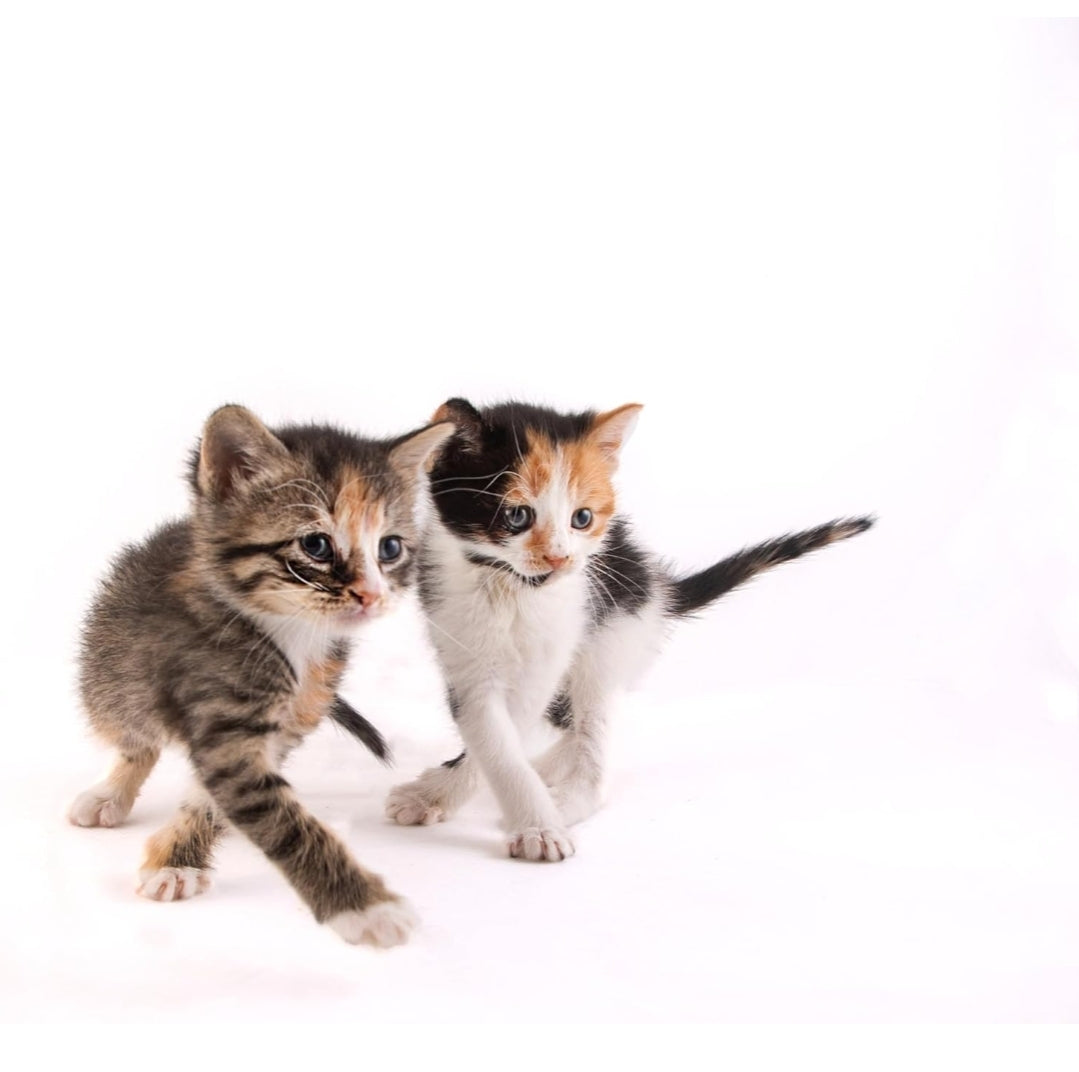Hartz Powered Kitten Milk Replacer Formula