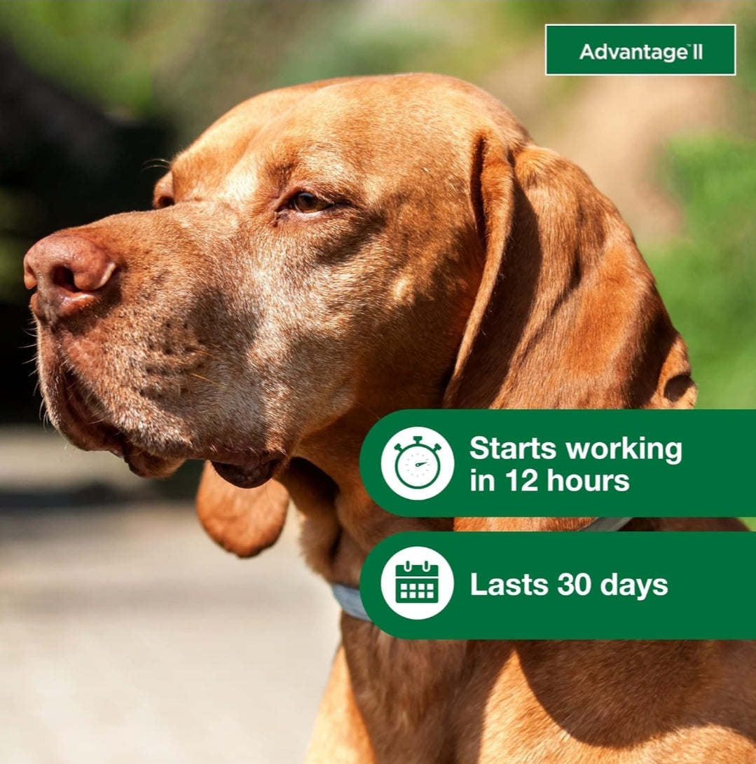Advantage II Large Dog Vet-Recommended Flea Treatment & Prevention | Dogs 21-55 lbs. | 4-Month Supply