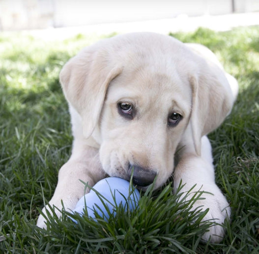 Kong Puppy Toy