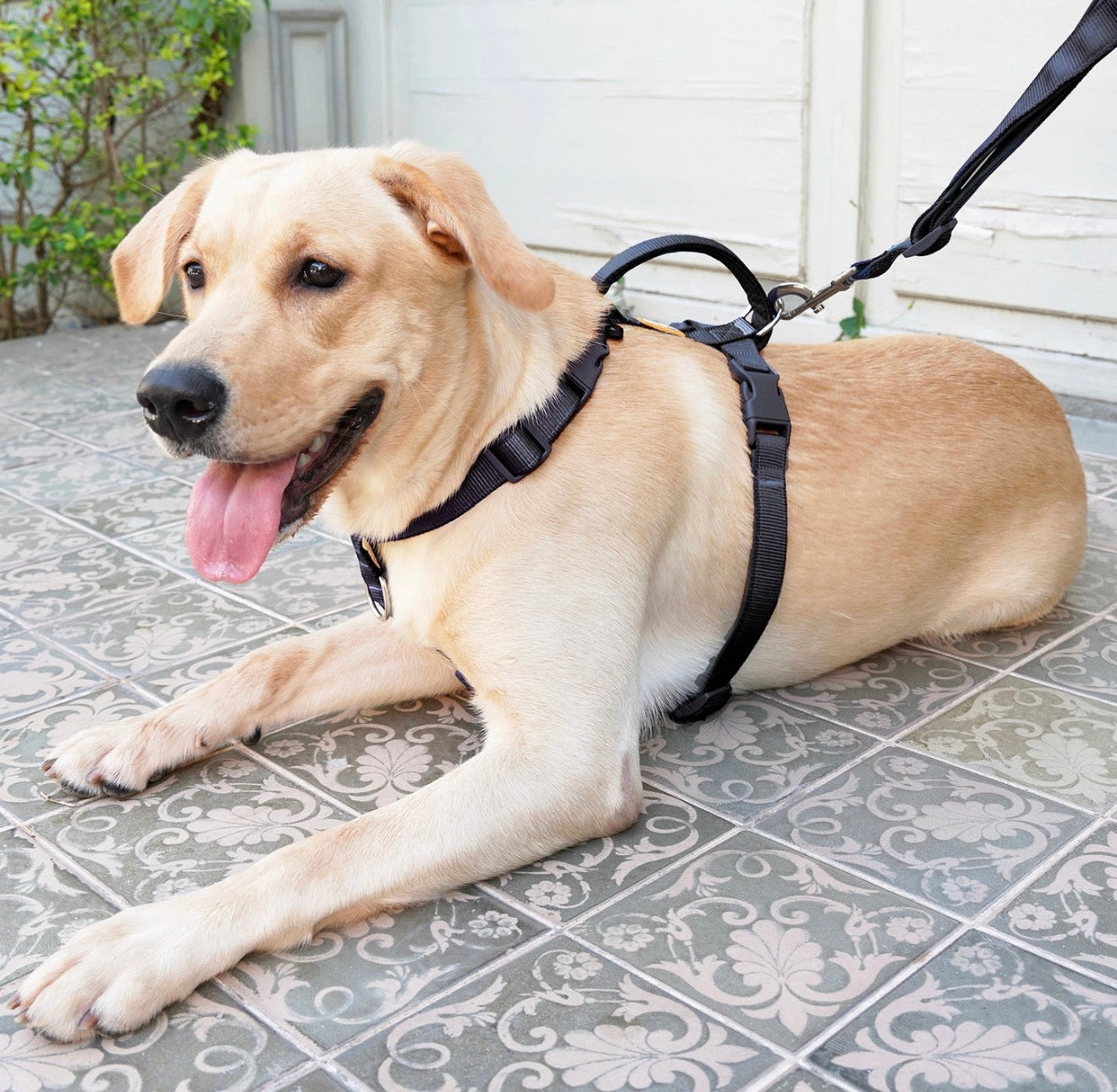 DF pet MARTINGALE HARNESS & DOUBLE-ENDED LEASH WALK KIT - BLACK (Size Large)