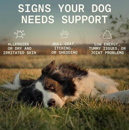 8-in-1 Dog Multivitamin – 100% Natural Supplement Powder with Colostrum for Healthy Skin, Joints & Energy – Crafted by Dog Nutritionist Kayla Kowalski, Made in USA – 30 Scoops