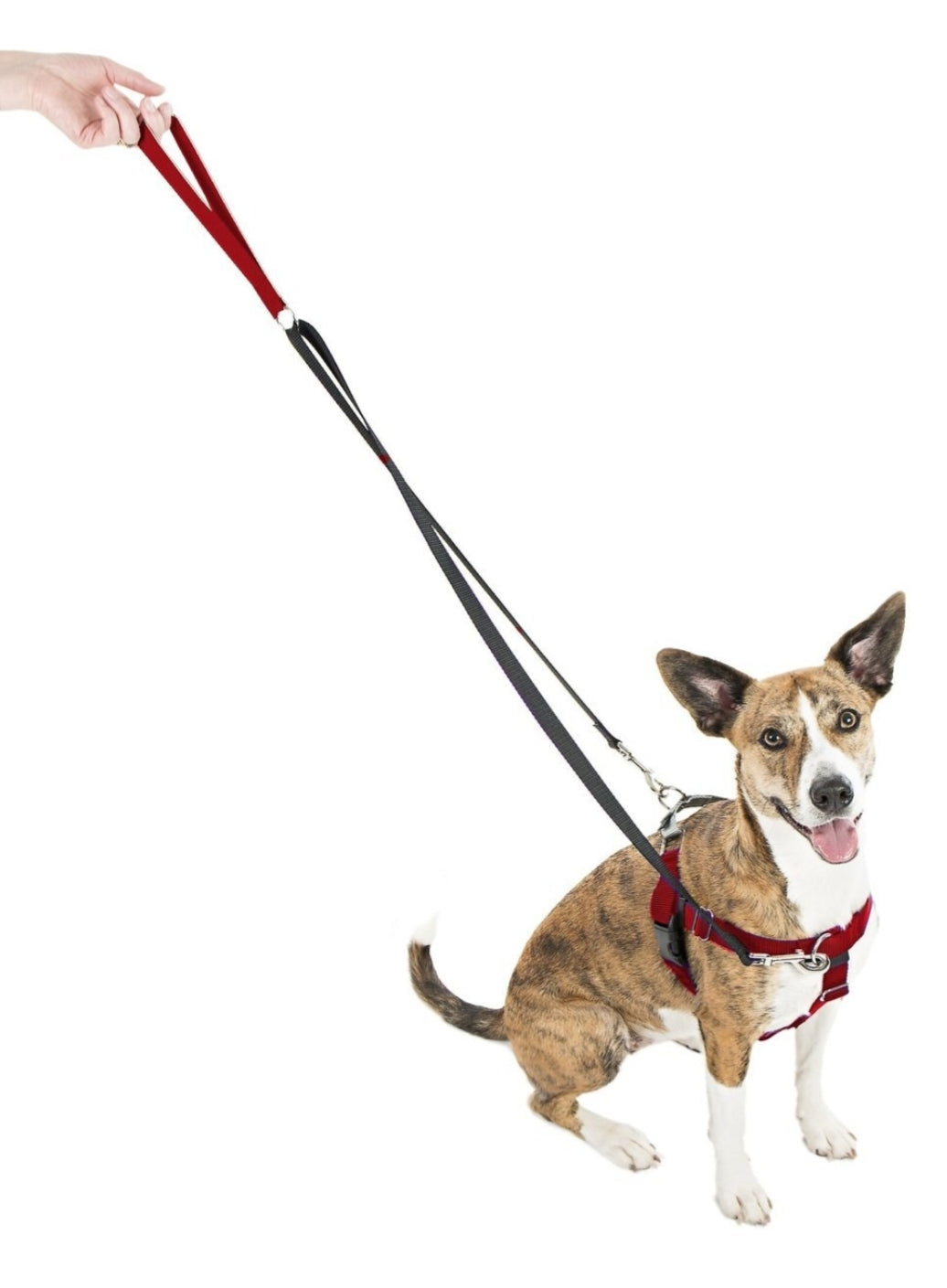 2 Hounds Design Freedom No Pull Nylon Dog Harness & Leash small size 20"- 25" color red