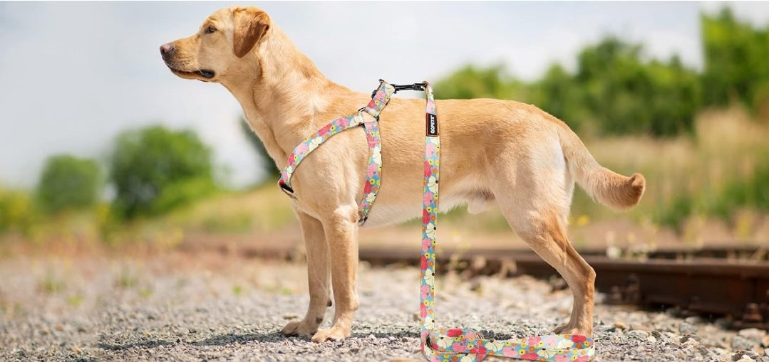 QQPETS Dog Harness Collar Leash - No Pull Pet Adjustable Back Clip Halter Basic Collar Heavy Duty 5FT Anti-Twist Leash for Extra Small Puppy Medium Large Breed Training Easy Walk Running(S,Butterfly)